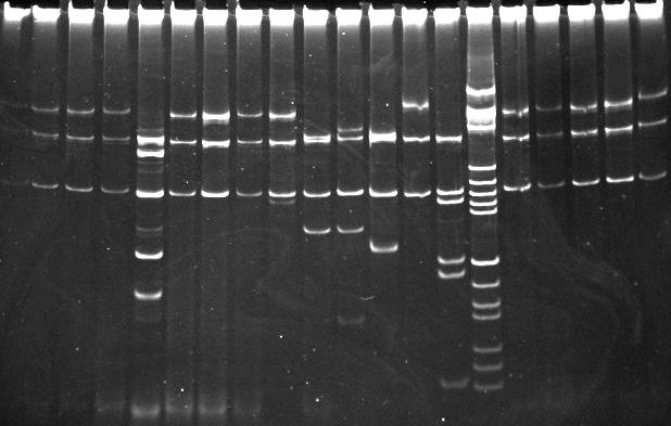 1 2 3 4 5 6 7 8 9 10 11 12 13 14 15 16 17 18 19 20 Fig.4. RFLP profiles of nested PCR amplicons (16r758f/M23Sr), digested with TaqI and divided in 13% PAGE.