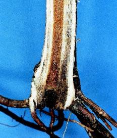 In some cases the root-vessels also had brown streaking. Diagnosis procedure In addition to fungal isolations environmental causes of decline were also considered.