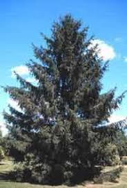 Prefers well-drained sites. Mature height is 75'. Norway Spruce (Picea abies): One of the fastest growing spruce.