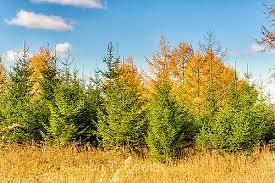 Tamarack (Larix laricina) Pale green needles grow in brush-like tufts and turn a beautiful golden color in fall before they are shed and