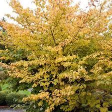 Common Witchhazel (Hamamelis virginiana): A large shrub; typically grows 15-20 tall with picturesque irregular branching that naturally grows along woodland edges.