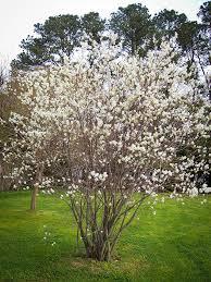 Plants will re-sprout themselves as the limbs lean over and touch the ground. Serviceberry (Amelanchier canadensis): Shrubs or small trees. Moist to welldrained soils. Full sun or partial shade.