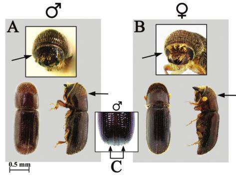 Figure 18. Pityophthorus juglandis. Comparison of morphological characters of male (A) and female (B) WTB.