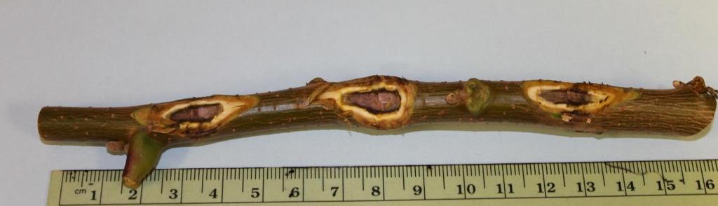 Figure 3. Geosmithia morbida induced elliptical cankers underneath Juglans nigra branches.