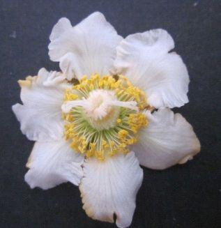 Kiwifruit flowers showing style manipulation
