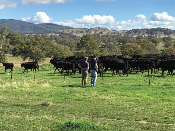 T H E R O A D T O T A J I M A Stellar at 1-Altitude is proud to be the first restaurant in Singapore to rear its own wagyu cattle at Australia s premium Wagyu farm Tiana Park, located in the Riverina