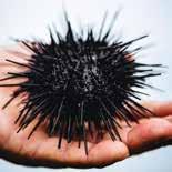 affineur, and one of France s most HOKKAIDO UNI The ban on harvesting sea urchins in the Shakotan area of Hokkaido is Cambodia grow best at foot of the