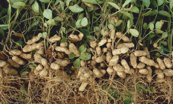 The plant supplies the rhizobia with energy in the form of amino acids and the rhizobia x nitrogen from the atmosphere for plant uptake.