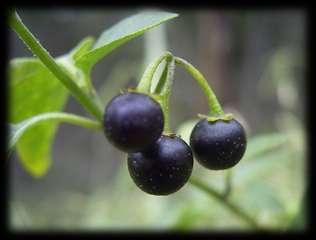 Germination test of Solanum nigrum rbgsyd.