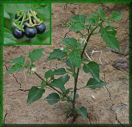 Introduction Solanum nigrum (Black Nightshade) is a common plant utilized as a vegetable and fruit source in Africa, India, Indonesia etc.