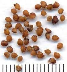 Material and methods Seed material: 7 lots of untreated Solanum nigrum seeds were obtained from Mary Chipili (Zambia) and Joseph Ahenda (Kenya).