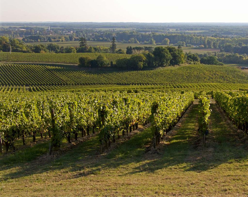 A production method based on the «grand cru» tradition High density planting (6000 vines