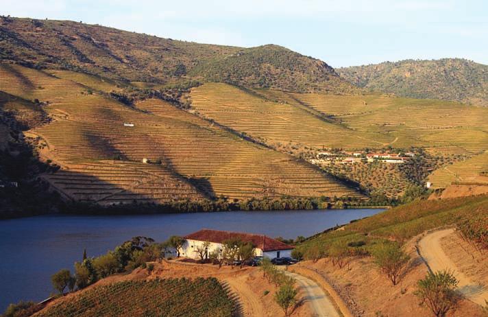 The terraced vineyards along the Upper Douro.