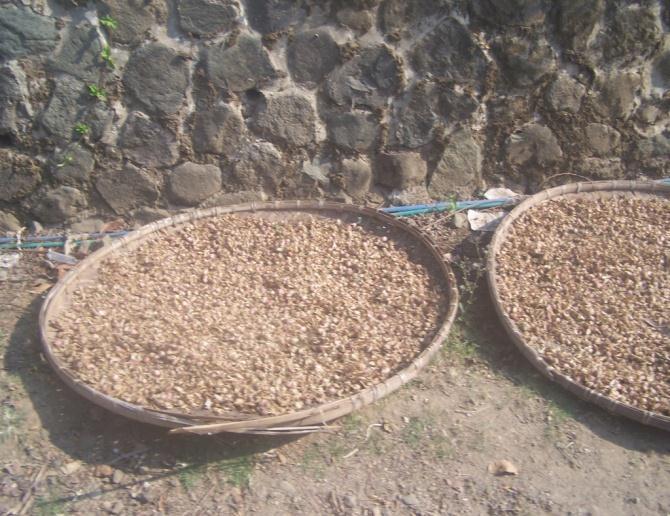 Reasons of Farmers Selling Fresh Cardamom The incomes received from selling fresh Cardamom was quicker than selling dried ones,