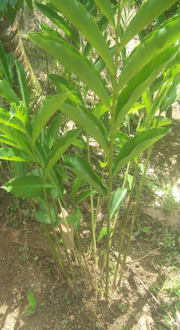INTRODUCTION One of the medicinal plants which can be developed in farm forests is kapulaga or in international market recognized as Cardamom.