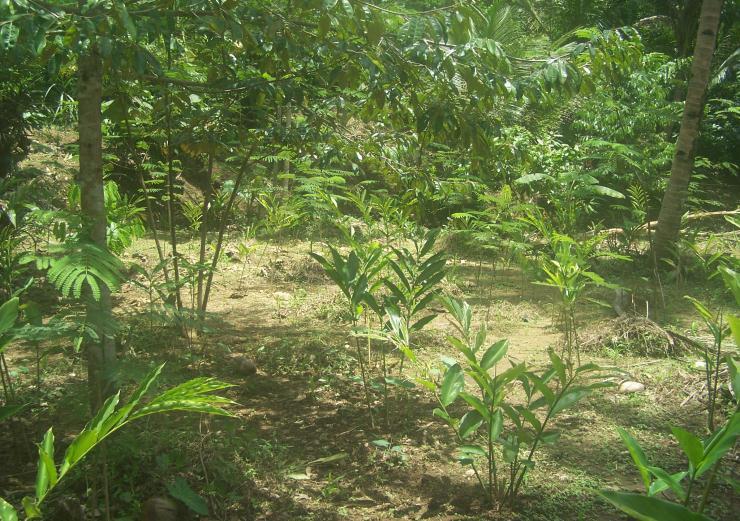The Economic Value of Cardamom The farmers in Kalijaya planted Cardamom with spacings as follow : 2m x 2m, 2m x 3m, 2m x 4m and 3m x 4m made the seeds needed were 1,600 seedlings/ha.
