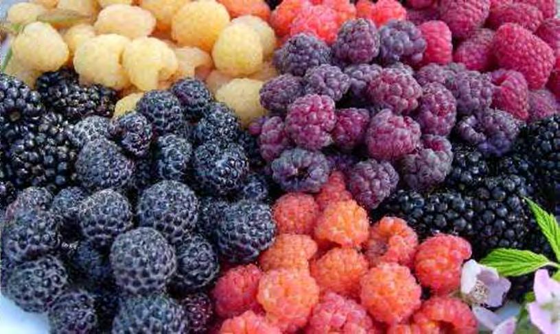 Types of Brambles Raspberry Red and yellow raspberry Black raspberry Purple raspberry Blackberry Erect