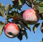 TREATMENTS Honeycrisp Apple, 3 orchards;