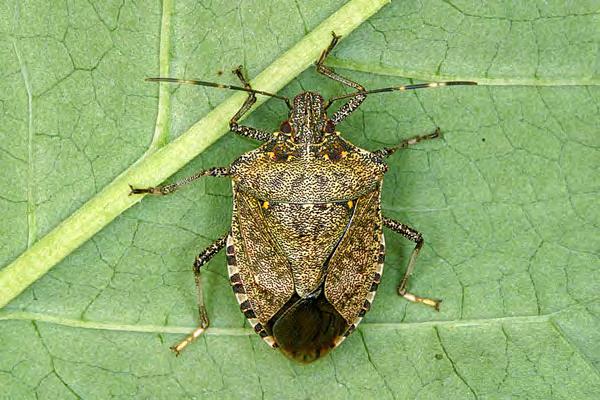significant pest. Background Life cycle The brown marmorated stink bug, Halyomorpha halys (Stål), was introduced from Asia into the mid-atlantic region, near Allentown, PA in the mid 1990s.
