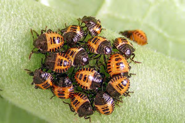 BMSB has spread and become a pest of homes and more recently fruits and vegetables in New Jersey, Maryland, Delaware, West Virginia, and Virginia.