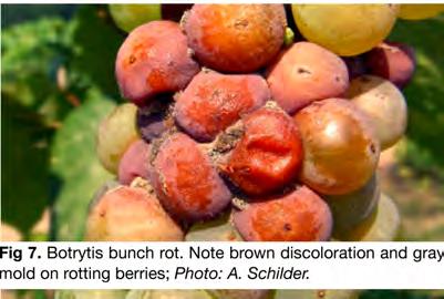 or insect or bird feeding can all allow sour rot organisms to enter the berry. Even inconspicuous powdery mildew colonies resulting from late-season infections can increase the severity of bunch rot.