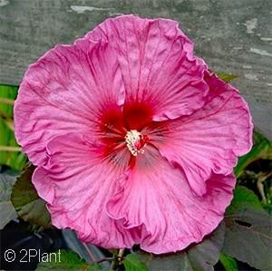 with red eyes. Blooms from midsummer to late summer, and grows 4 tall. Zone 4 (#NEW - #3PW cont.