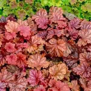 PRIMO PEACHBERRY ICE CORAL BELLS Heuchera Peachberry Ice PPAF Ht. 24-30 Wd.