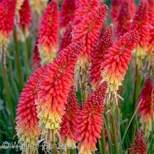 Zone 3 (#NEW - #1PW cont.) {photo: Walters Gardens} PYROMANIA ROCKET S RED GLARE RED HOT POKER Kniphofia Rocket s Red Glare PPAF Ht. 2½-3 Wd.
