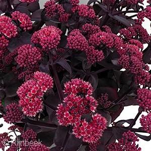 24-26 - Full Sun Strictly upright growing, purple-black foliage is beautifully topped with clusters of mauve pink blooms on deep red stems - the perfect accent color to the dark