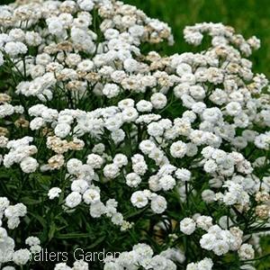 Zone 4 (#NEW - #1 cont.) {photo: Ball Seed} PETER COTTONTAIL YARROW Achillea ptarmica Peter Cottontail PPAF Ht. 18-24 Wd.