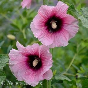 HALO CANDY HOLLYHOCK Alcea rosea Halo Candy Ht. 12-14 Wd. 10-12 - Full Sun Single, light pink flowers have large purple centers surrounded by rugose green foliage.