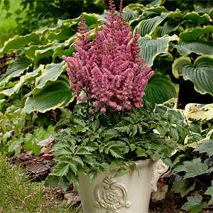 This new introduction makes Chocolate Shogun the darkest Astilbe yet! Prefers part shade or full shade. Zone 4 (#NEW - #1 cont.