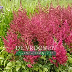14-16 - Part Shade A dwarf version of Astilbe Vision in Pink with showy pink blooms above glossy green foliage. Grows just 16 tall.