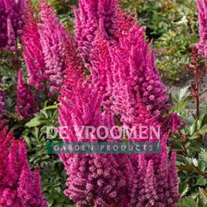) {photo: Walters Gardens} LOWLANDS RUBY RED FALSE SPIREA Astilbe chinensis Lowlands Ruby Red PPAF Ht. 14-16 Wd.