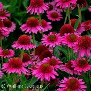 EYE-CATCHER CANARY CONEFLOWER Echinacea Canary PPAF Ht. 18-20 Wd.