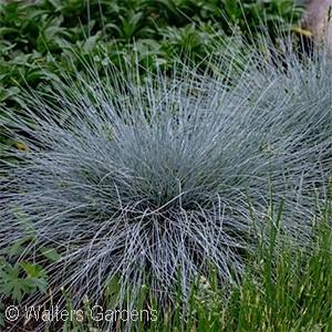 BLUE WHISKERS BLUE FESCUE Festuca glauca Blue Whiskers PP29,200 Ht. 10-12 Wd. 24-28 - Part Sun Shade A more vigorous, taller variety than F.
