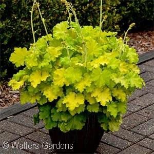 Bright yellow flowers have golden centers and matching eyes. Compact, upright habit with dark green foliage. Powdery mildew resistant.