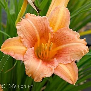 ) {photo: Eason Horticultural} EVERYDAYLILY PINK WING DAYLILY Hemerocallis x VER0021 PPAF Ht. 12-15 Wd.