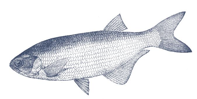 (3) Tuna Sashimi (3) Salmon Nigiri (2) Tuna