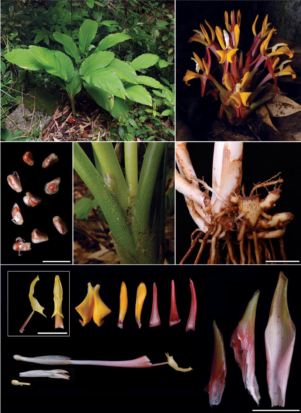 107 J. Leong-Škorničková et al.: Ginger species from Laos a c b d e f Fig. 1 Curcuma corniculata Škorničk. a. Habit; b. inflorescence; c. seeds; d. ligules; e. rhizome; f.