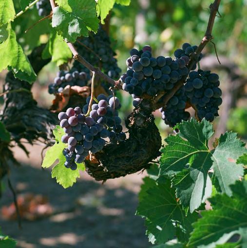 The soils are clayey and medium-textured, and clayey soils mean wines with complex, soft and long-lasting olfactory