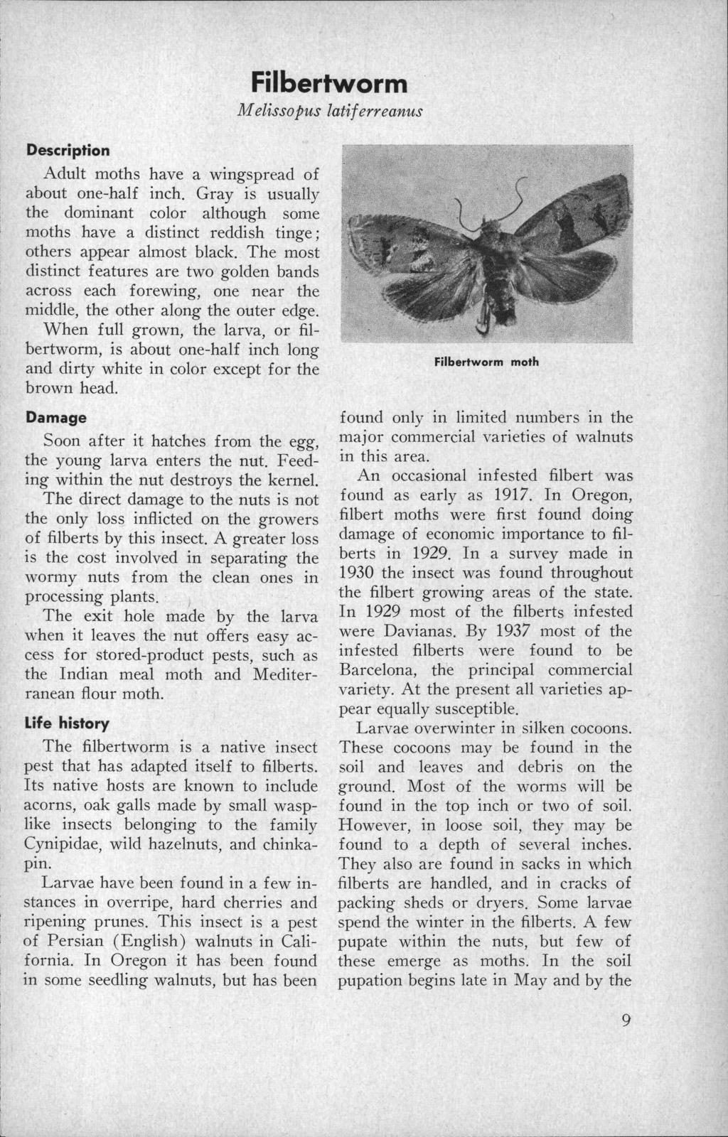 Filbertworm M elisso pus latif erreanus Description Adult moths have a wingspread of about one-half inch.