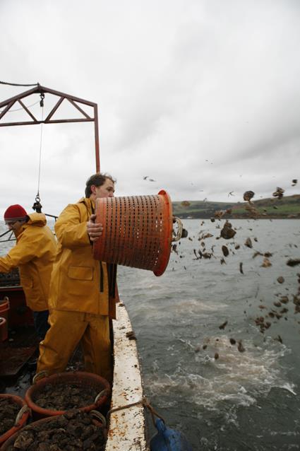 We are generally harvesting oysters between about 75g (No.4) and 150g (No.1) in size.