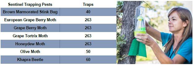 17 Sentinel Trapping Program - Proactive effort to detect potentially detrimental pests of grapes and olives - With the exception of