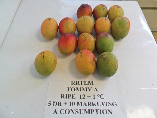 fruit at consumption stage with a ripe
