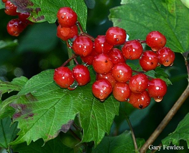 Highbush Cranberry Viburnum opulus Age 1-0 Size 1-2 This native shrub is used for ornamental purposes and has edible fruits that are also eaten by wildlife.