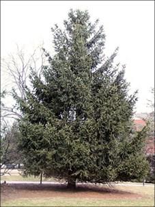 Evergreen Trees Eastern White Pine Pinus strobus Age 2-0 Size 4-9 Matures around 70-100 ft. tall. Prefers full sun to partial shade and can grow in a range of soils.