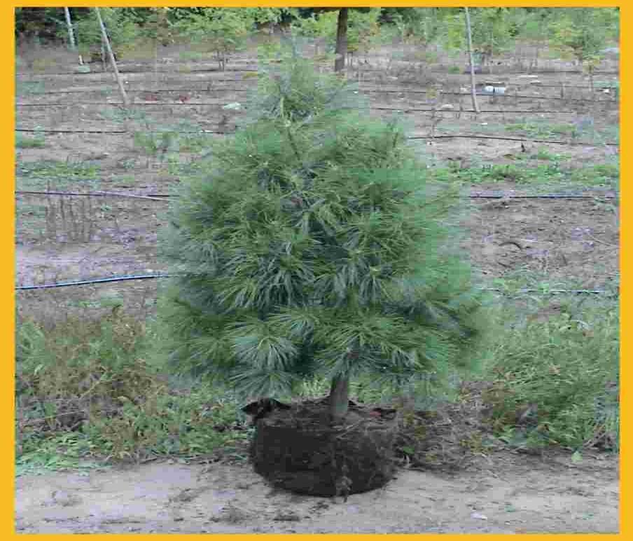 Uses: Timber production, windbreak, erosion control, wildlife cover, Christmas trees Red Pine Pinus resinosa Age 2-0 Size 4-9 2-2 9-15 Matures around 65-100 ft. tall.