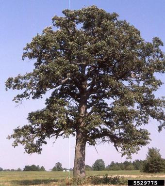 Walnut is known for its valuable timber and edible nuts. Young trees need full sun.