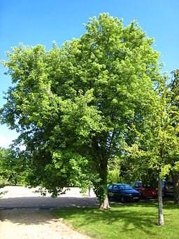 ft. tall and can grow up to 2 feet per year. This maple is often multi-stemmed, with wide, spreading branches.
